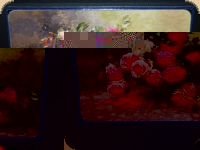 Ashdene of Australia Set: 6 Tischsets