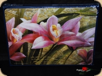 Ashdene of Australia Set: 6 Tischsets