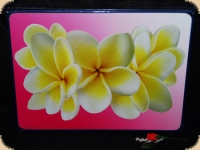 Ashdene of Australia Set: 6 Tischsets