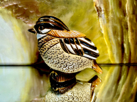 De Rosa Rinconada Goldh�hnchen