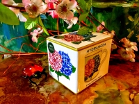 Tasse Hydrangea