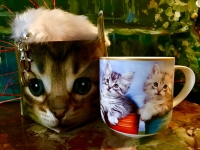 Tasse Katze