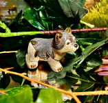 Rinconada kleiner Wolf