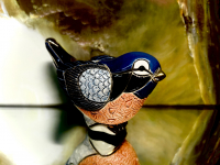 Rinconada  Rotkehlchen