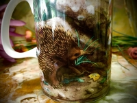 Ashdene of Australia Becher