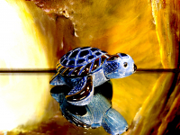 De Rosa Rinconada kleine Meeresschildkr�te