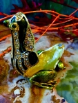 Pillendose Schmuckschatulle Frosch