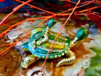 Pillendose Schmuckdose Schildkr�ten