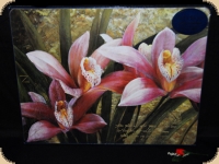 Ashdene of Australia Set: 4 Tischsets