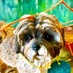 Shih Tzu