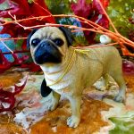 Mops / Pug