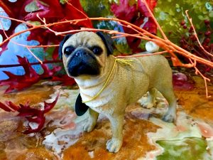Mops / Pug