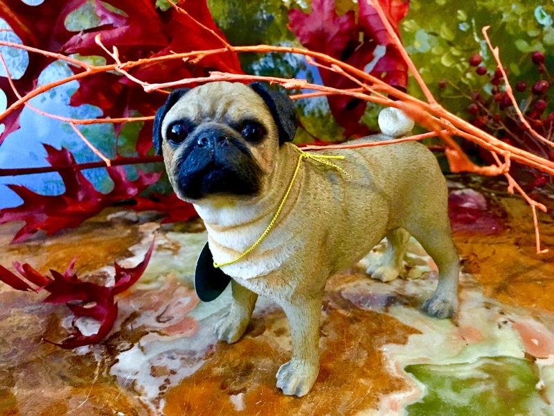 Mops / Pug