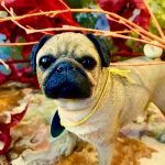 Mops / Pug