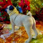 Mops / Pug