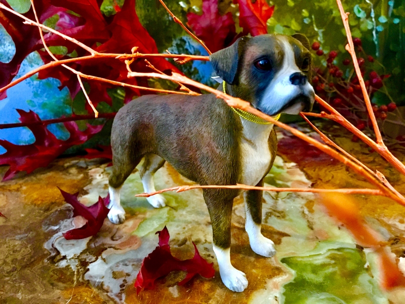 Boxer