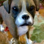 Boxer