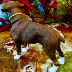 Boxer