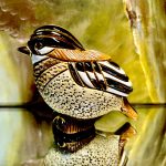 De Rosa Rinconada Goldhähnchen