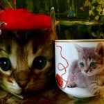 Tasse Katze + Schlüsselanhänger