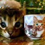 Tasse Katze + Schlüsselanhänger