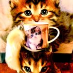 Tasse Katze + Schlüsselanhänger