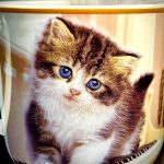 Tasse Katze + Schlüsselanhänger