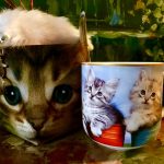 Tasse Katze + Schlüsselanhänger