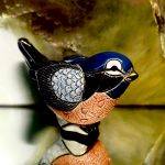 Rinconada  Rotkehlchen