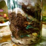 Ashdene of Australia Becher