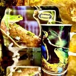 Set: Becher + Tablett Ashdene