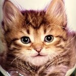 Tasse Katze + Schlüsselanhänger