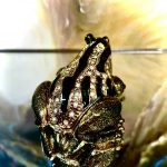 Pillendose Schmuckschatulle Frosch